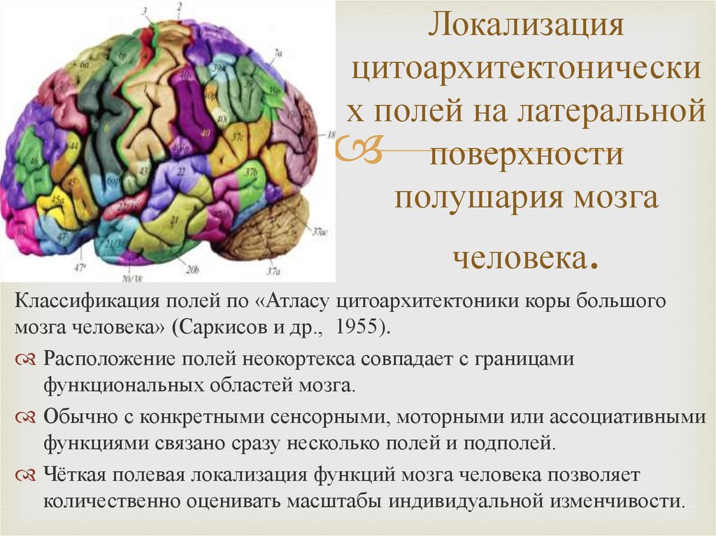Третичные поля мозга. Цитоархитектоника коры головного мозга. Цитоархитектоника поля мозга Савельев. Карта цитоархитектонических полей мозга человека. Цитоархитектоника коры полушарий большого мозга.