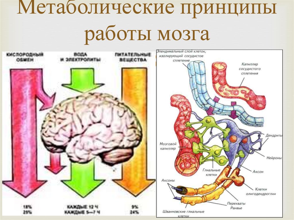 Мозгов обмен. Процессы метаболизма в головном мозге. Принципы работы мозга. Принципы работы головного мозга. Принцип работы мозга человека.