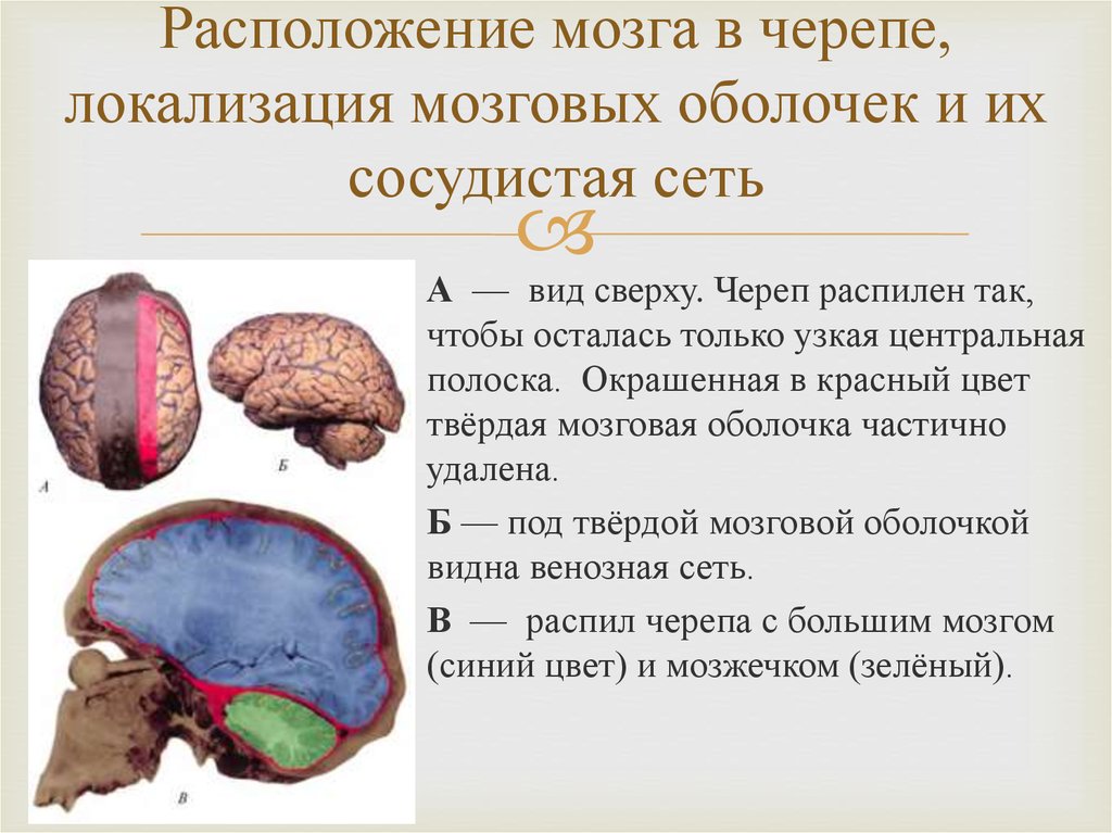 Мозг в черепной коробке. Размещение мозга в черепе. Расположение мозга в черепной коробке. Расположение мозга в черепе человека. Расположение мозга в черепной коробки человека.