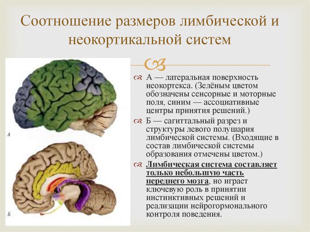 Презентация на тему лимбическая система