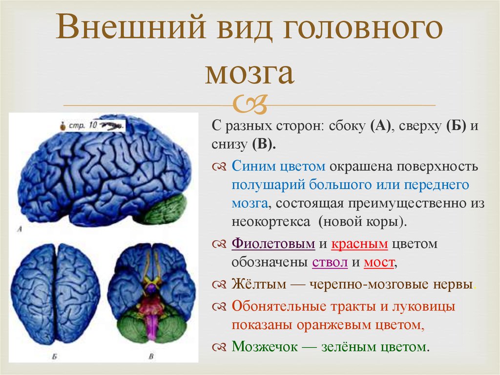 Наружное строение головного мозга. Внешнее строение полушарий головного мозга. Сравните строение больших полушарий головного мозга