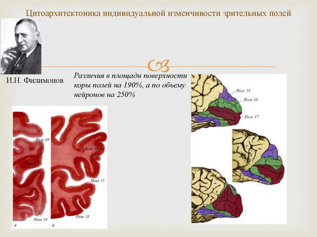 Индивидуальная изменчивость. Атлас цитоархитектоники коры большого мозга человека. Цитоархитектоника поля мозга Савельев. Цитоархитектоника неокортекса. Цитоархитектоника индивидуальной изменчивости зрительных полей.