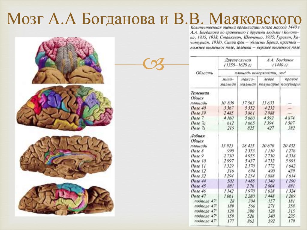 Мозг человека используется на процентов. Объем головного мозга современного человека. Об,ем мощга современного человека. Масса мозга современного человека. Мозг Маяковского исследования.