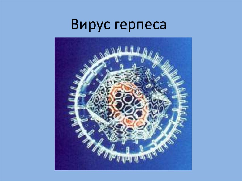 Вирус герпеса презентация по биологии