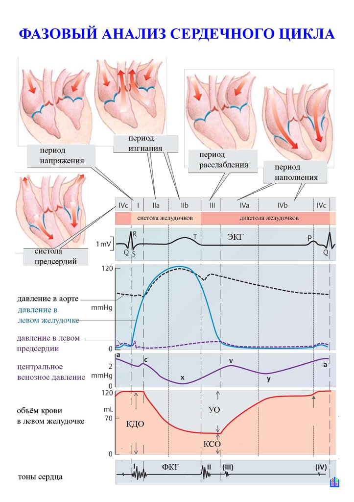 Сердечный цикл схема физиология