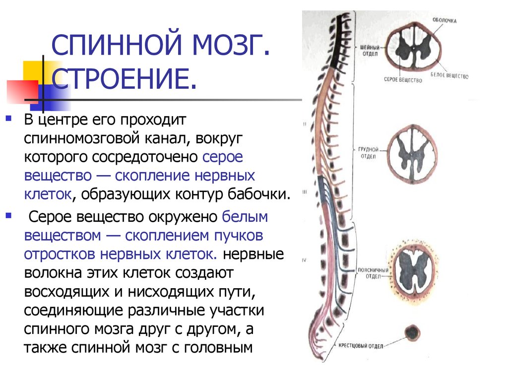 Спинной мозг понятие. Функции спинномозгового канала спинного мозга. Строение спинного мозга спинномозговой канал. Структуры спинного мозга строение и функции. Спинной мозг длинный тяж.
