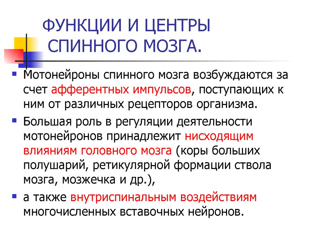 Основные функции спинного мозга. Функции спинного мозга. Мотонейроны спинного мозга. Роль спинного мозга его центры. Функции мотонейронов спинного мозга.