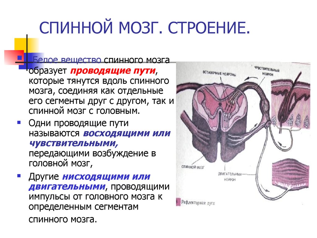 Спинной мозг. Строение - презентация онлайн