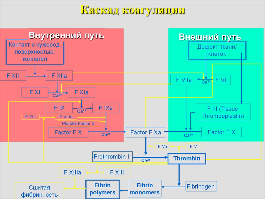 Схема коагуляционного гемостаза