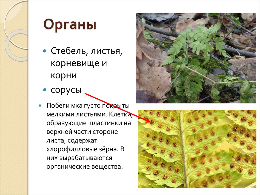 Хвощи и плауны презентация 7 класс