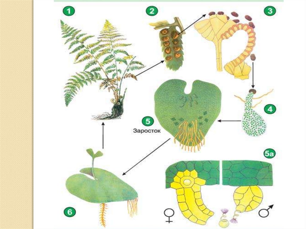 Развитие папоротника начиная с формирования заростка