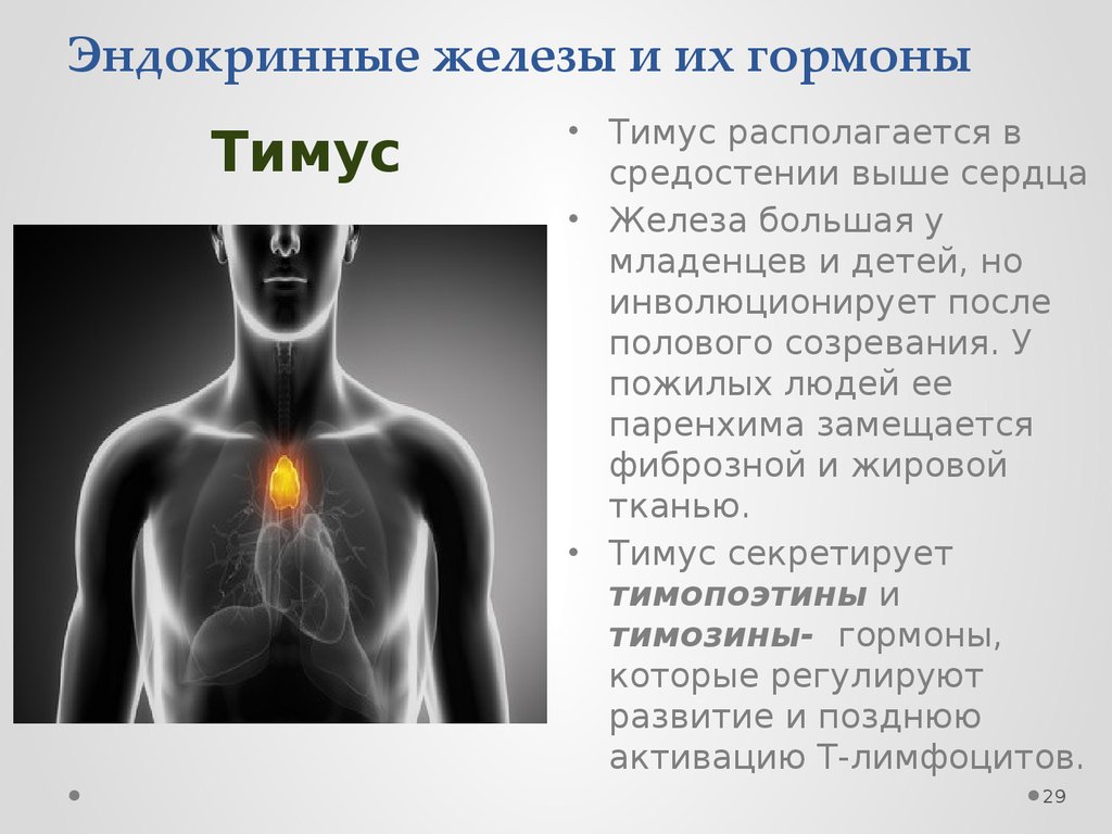 Эндокринология гормоны. Таблица по эндокринной системе тимус. Железы внутренней секреции вилочковая железа функции. Эндокринная система человека вилочковая железа. Тимус вилочковая железа болезни.