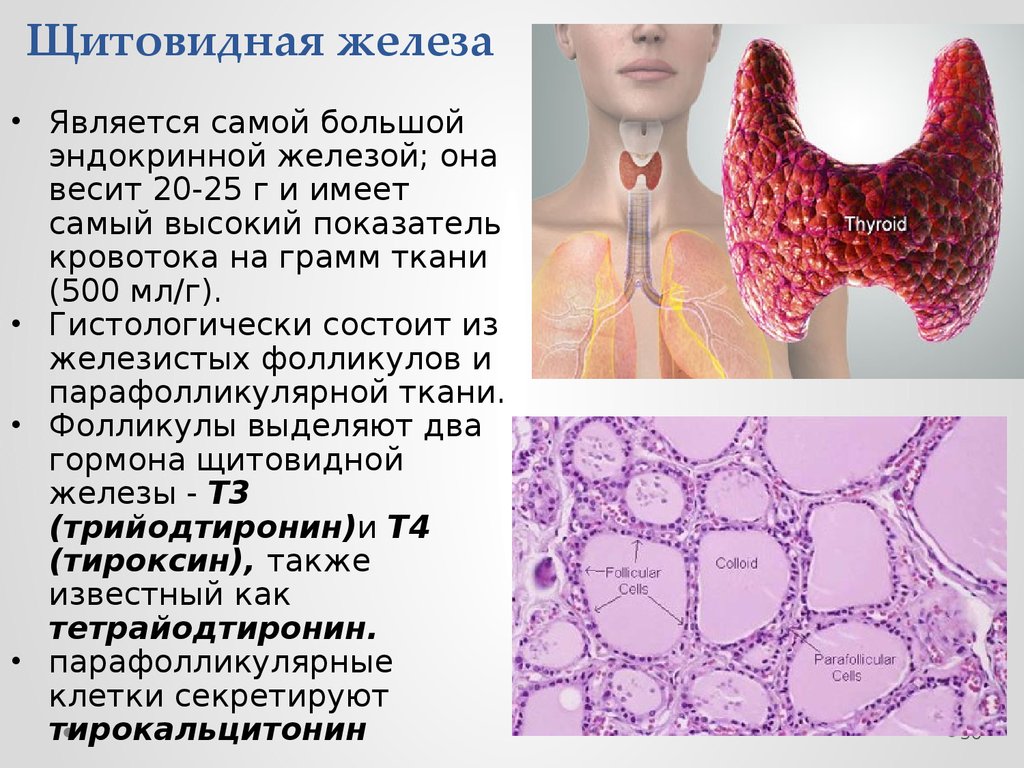 Как называют женскую железу. Гормоны щитовидной железы гистология. Железистая ткань щитовидной железы. Щитовидная железа самая крупная железа внутренней секреции. Структура щитовидной железы.