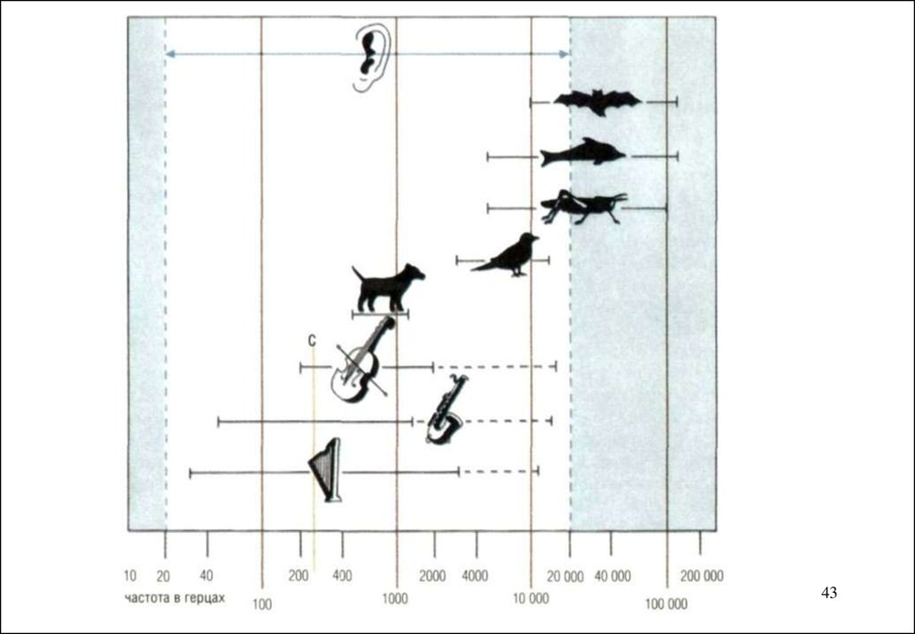 Звуки какой частоты издают дельфины. Частота звуков животных. Частота звуков воспринимаемая животными. Диапазон слышимости человека и животных. Частота звука которую слышит человек.