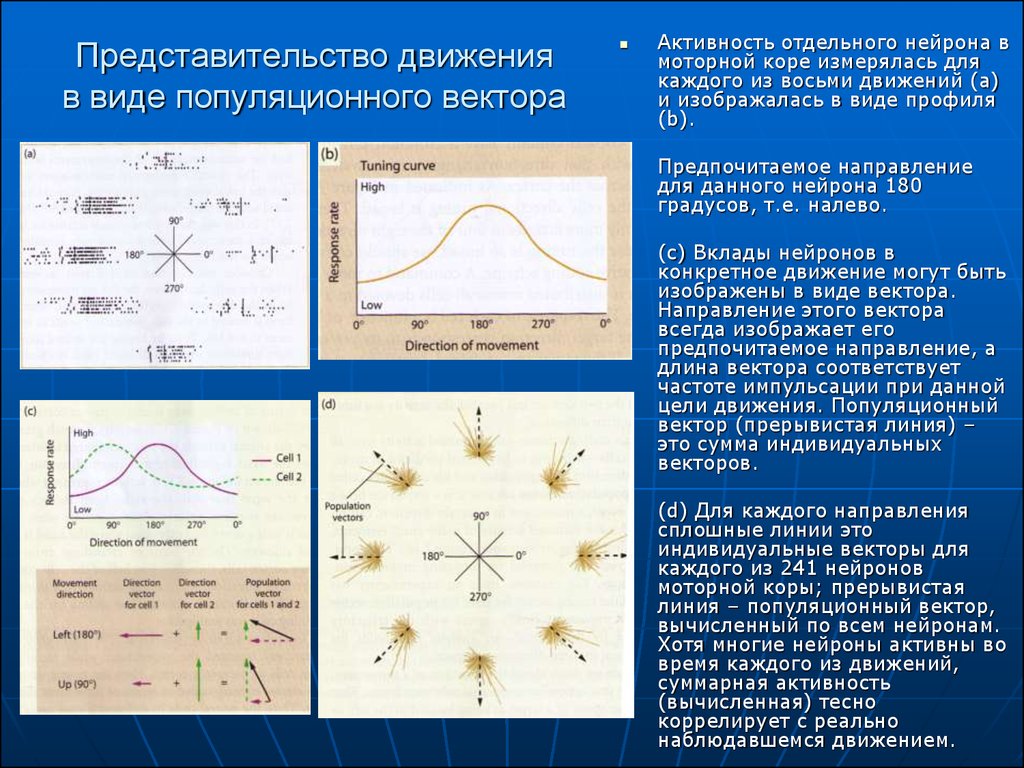 8 движений. Активность отдельных нейронов моторной коры. Представительство движений. Метод регистрация отдельный нейронов. Контроль движений представительство в коре.