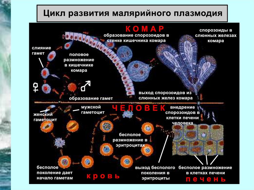 Орган человека в котором размножается малярийный плазмодий