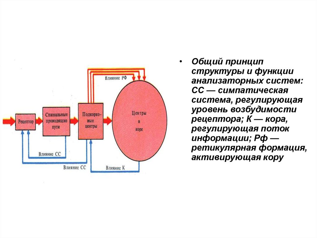 Принцип строения. Общие принципы строения анализаторных систем. Общий принцип построения сенсорных систем схема. Схема анализаторной системы. Общие принципы работы анализаторов.