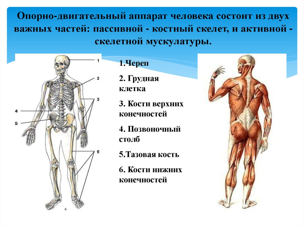 Пассивная часть опорно двигательной. Опорно-двигательный аппарат строение и классификация костей. Строение опорно двигательной системы. Опорно двигательная система мышцы человека анатомия.