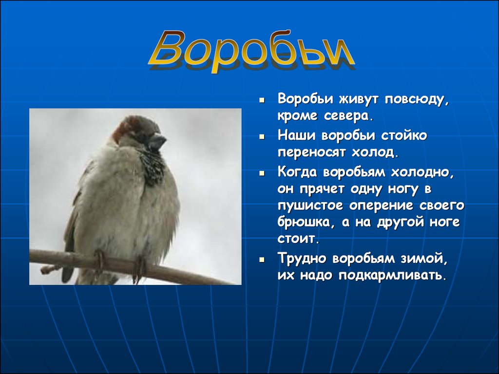 Воробьи живут везде. Сообщение о птицах. Информация о Воробье. Рассказ про воробья. Доклад про птицу Воробей.