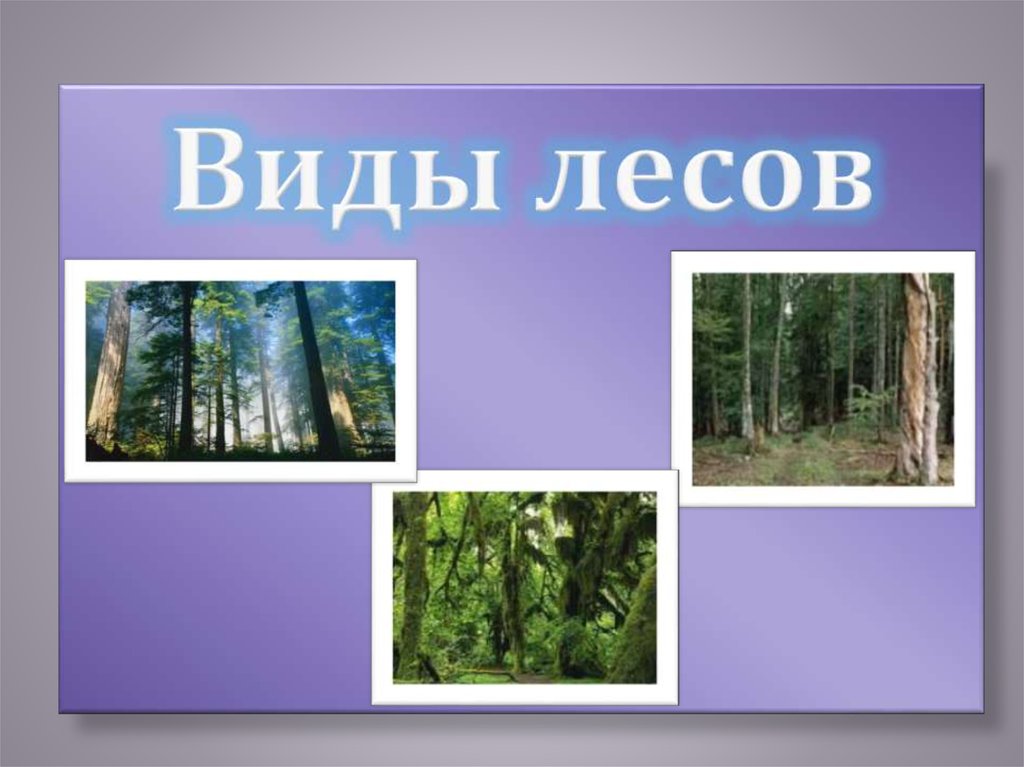 Природный лес относят к. Разные виды лесов. Виды лесов для детей. Леса виды лесов. Виды лесов окружающий мир.