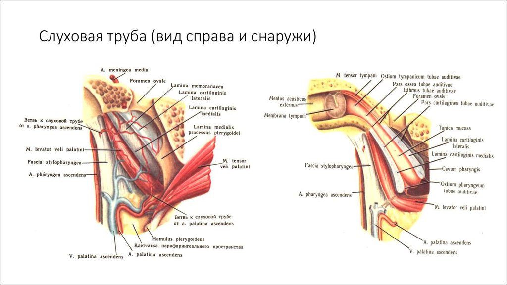 Ушные латынь. Слуховая евстахиева труба строение. Слуховая труба анатомия строение. Мышечно-трубный канал это слуховая труба. Евстахиева (слуховая) труба анатомия.