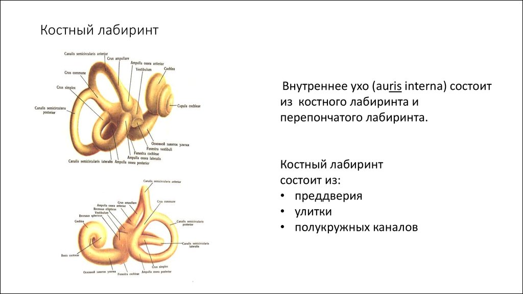 Три отдела внутреннего уха. Внутреннее ухо костный Лабиринт. Схема строения костного Лабиринта. Костный Лабиринт вид спереди. Части костного Лабиринта внутреннего уха.