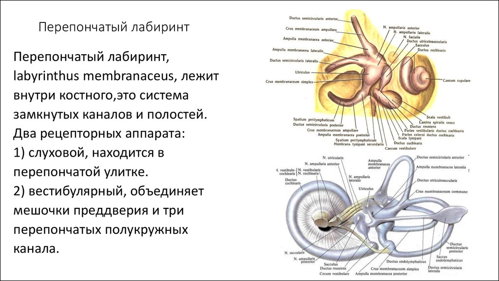 Элементы внутреннего уха