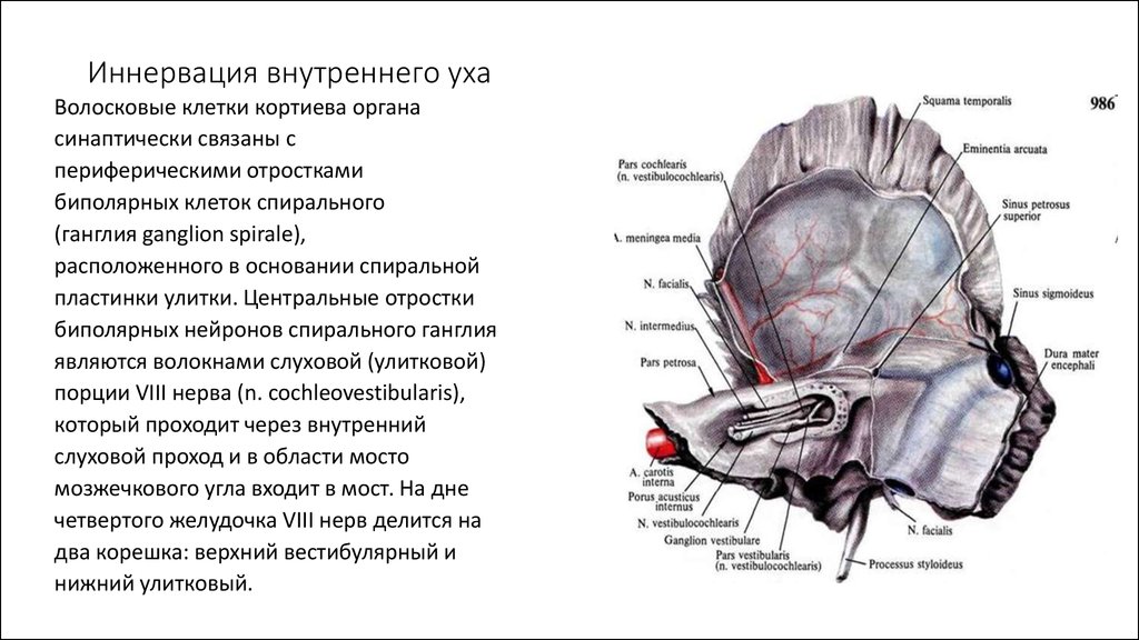 Внутреннее ухо кровообращение. Анатомия наружного уха иннервация. Иннервация ушной раковины схема. Иннервация внутреннего уха слуховой анализатор. Иннервация органа слуха.