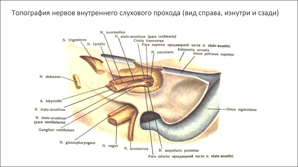 Ушные латынь. Внутреннее отверстие слухового канала. Нервы внутреннего слухового прохода. Внутреннее слуховое отверстие нервы. Нерв наружного слухового прохода.