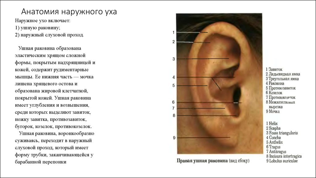 Ушные раковины мозг. Ухо человека строение внешнее. Строение наружного уха человека. Строение внешнего уха человека. Строение внешнего уха анатомия.