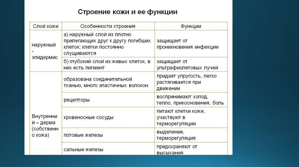 Установите соответствие между слоями кожи и особенностями