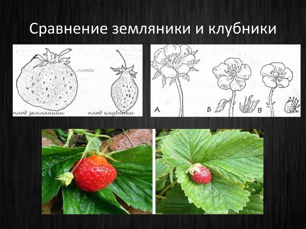 Сравнение земляники и клубники
