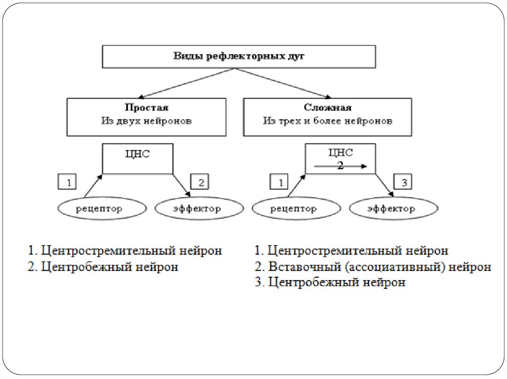 Классификация рефлексов схема