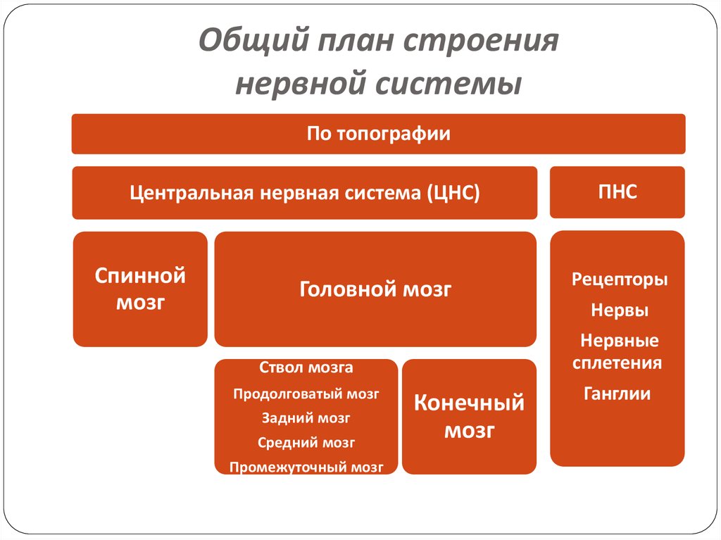 Общая характеристика нервной системы презентация