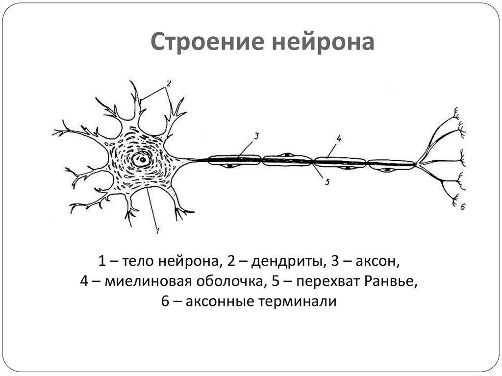 Нервная ткань состоит из собственно нервных клеток. Строение нейрона рисунок и строение. Строение нейрона. Отростки. Дендрит. Строение нейрона дендриты Аксон. Схема строения двигательного нейрона.