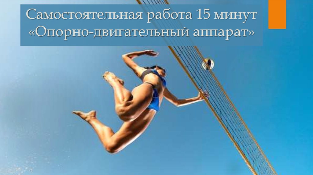 Самостоятельная работа 15 минут «Опорно-двигательный аппарат»
