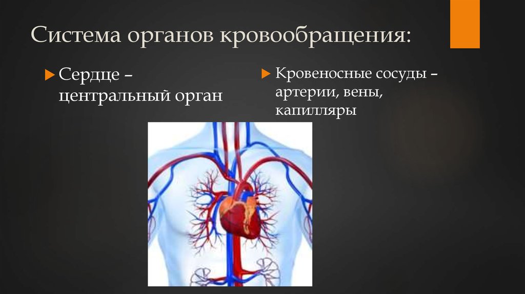 Органы кровообращения это. Система органов кровообращения. Органы кровообращения сердце сосуды. Система органов кровоснабжения. Центральный орган кровообращения.