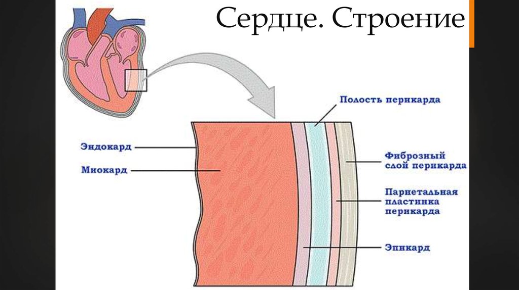 Сердце. Строение
