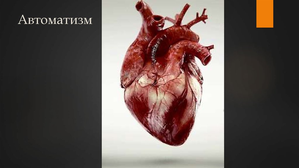 Автоматизм