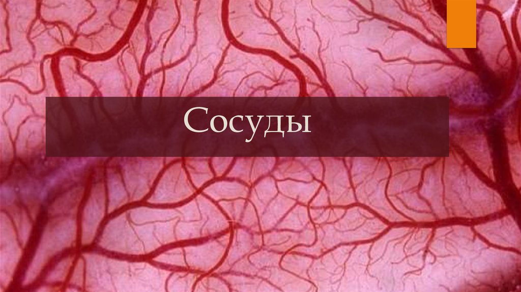 Сосуды