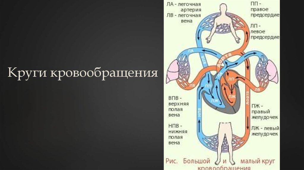 Кровообращение биология 8. ЕГЭ биология круги кровообращения малый и большой. Большой и малый круг кровообращения схема ЕГЭ. Круги кровообращения человека схема ЕГЭ. Малый круг кровообращения схема ЕГЭ.