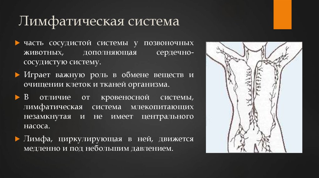 Лимфатическая система