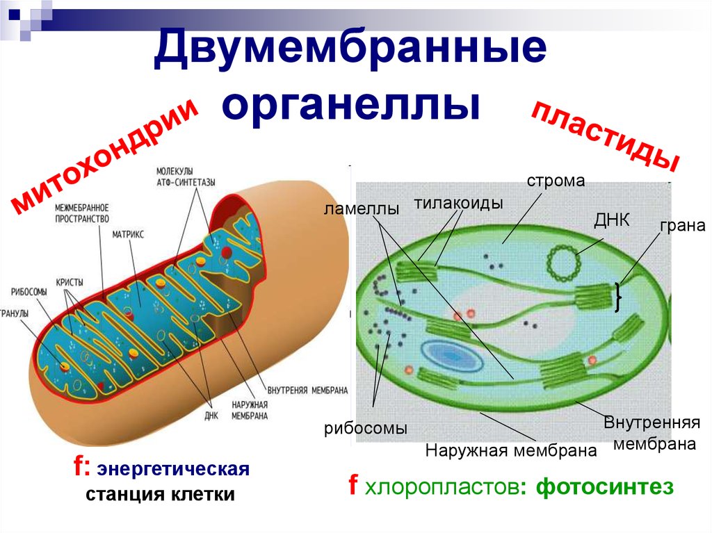 Пластиды прокариот. Строение двумембранных органелл митохондрии пластиды. "Строение клетки эукариот. Органоиды".. Лейкопласты двумембранные органоиды. Двумембранные органоиды структура.