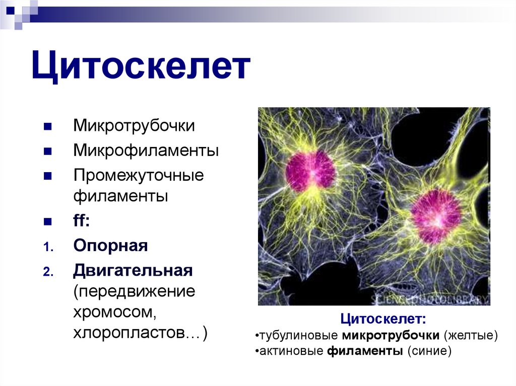 Цитоскелет прокариот и эукариот. Микротрубочки эукариотической клетки. Микрофиламенты цитоскелета. Цитоскелет микротрубочки промежуточные филаменты микрофиламенты. Функции микрофиламентов цитоскелета.