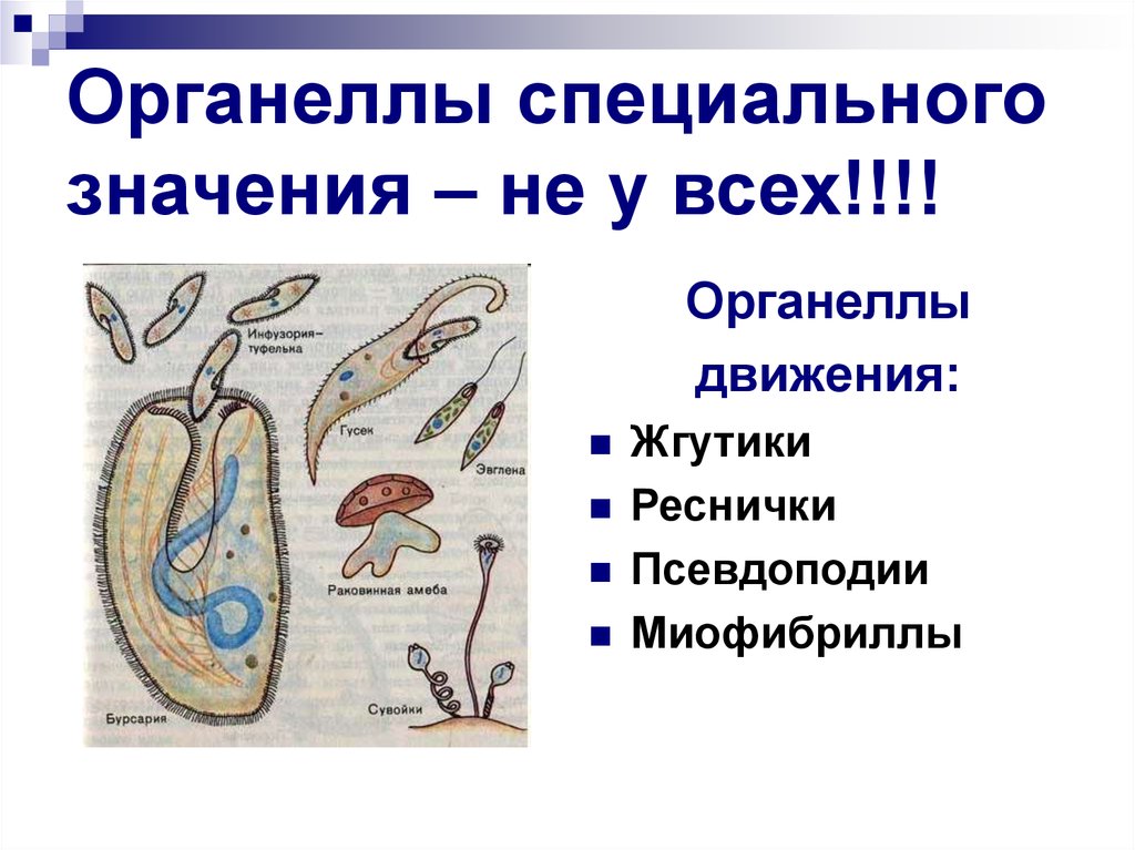 Специального значения. Органоиды клетки специального назначения. Органеллы специального назначения клеток. Органоиды специального назначения функции. Органеллы специального назначения включения.