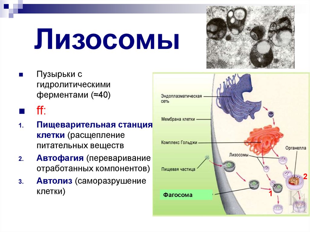 Строение лизосомы. Строение первичной лизосомы. Схемы лизосомы строение и функции. Лизосомы мембранные пузырьки. Функции лизосомы в эукариотической клетке.