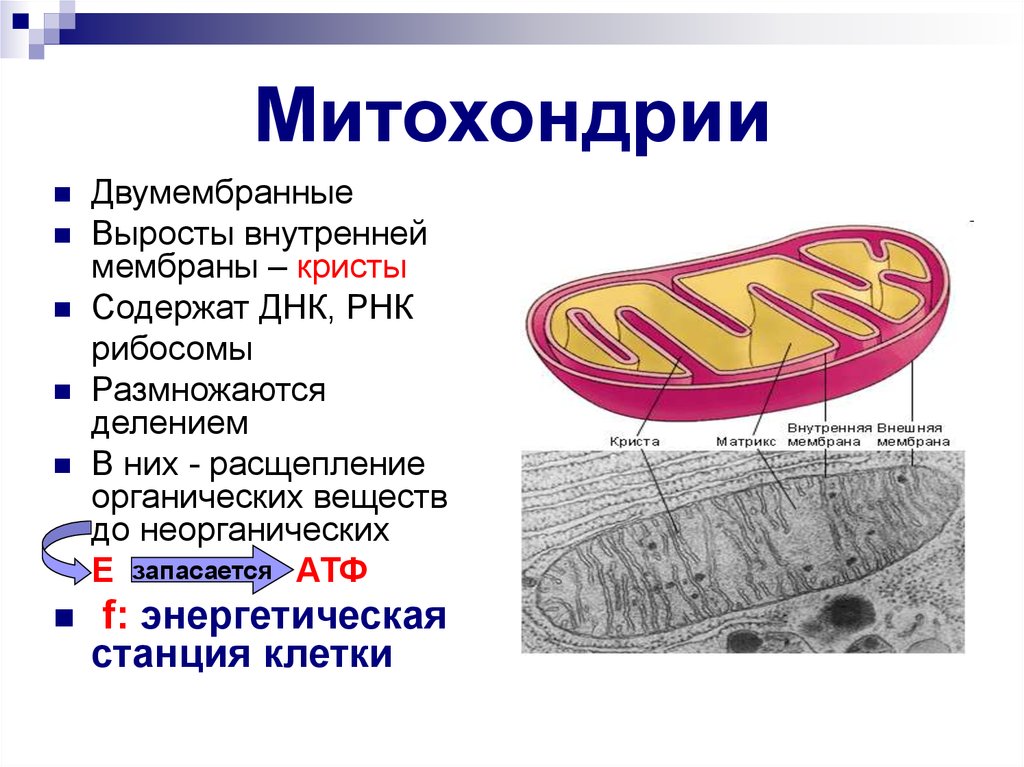 Внутренняя мембрана митохондрий. Выросты внутренней мембраны митохондрий. Выросты внутренней мембраны митохондрии - Кристы. Кристы митохондрий. Мембрана митохондрий функции.