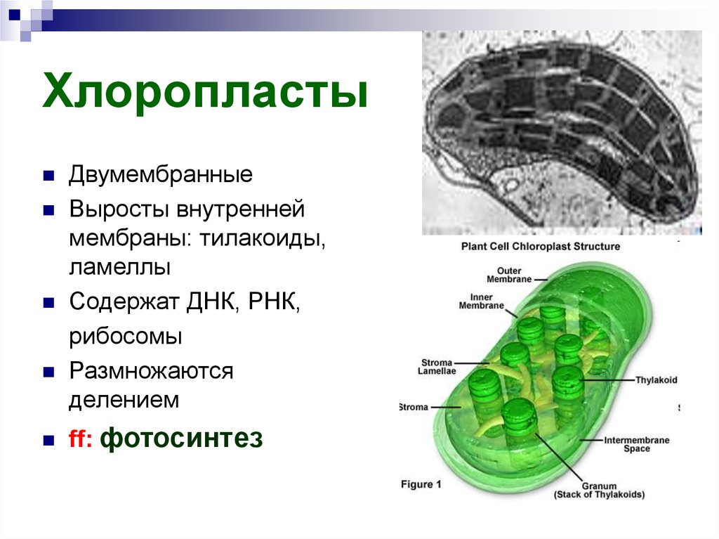 Хлоропласты эукариотической клетки