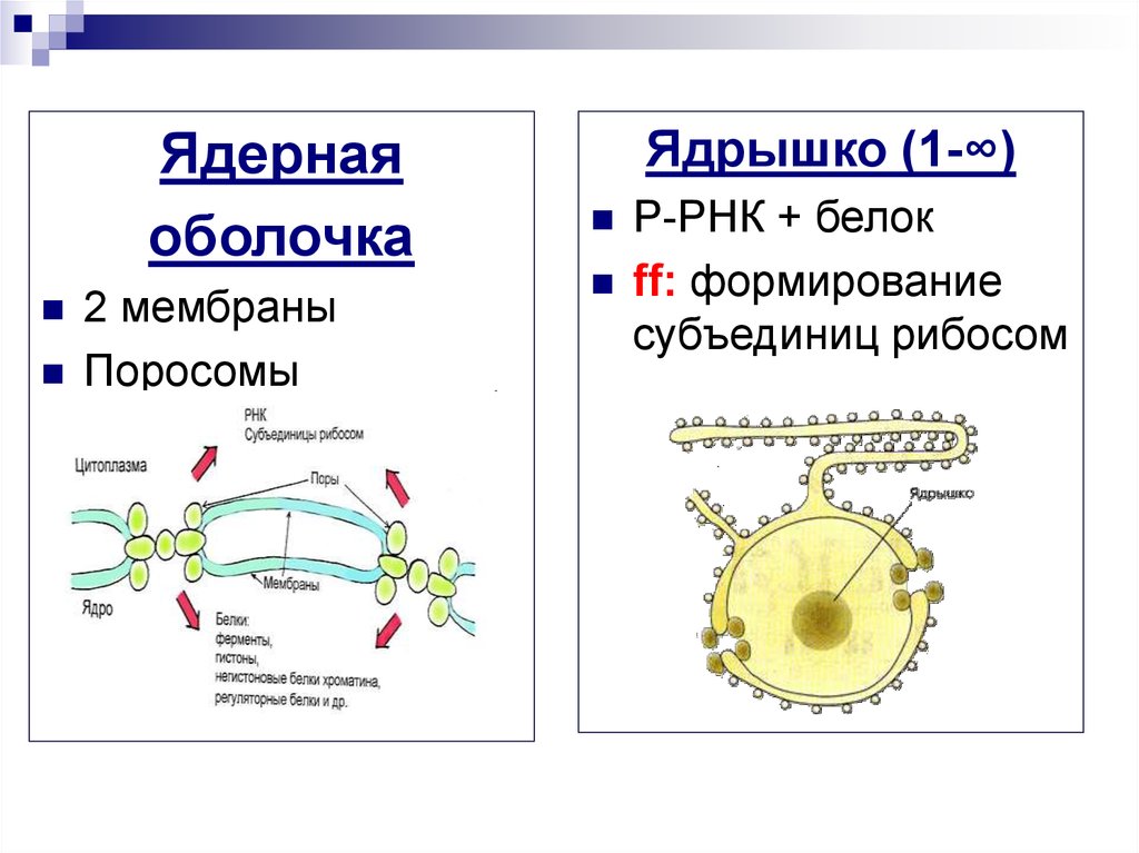 Ядрышко это. Ядрышка формирование рибосом. Синтез рибосом в ядрышке. Формирование субъединиц рибосом в ядрышке. Образование ядрышка.