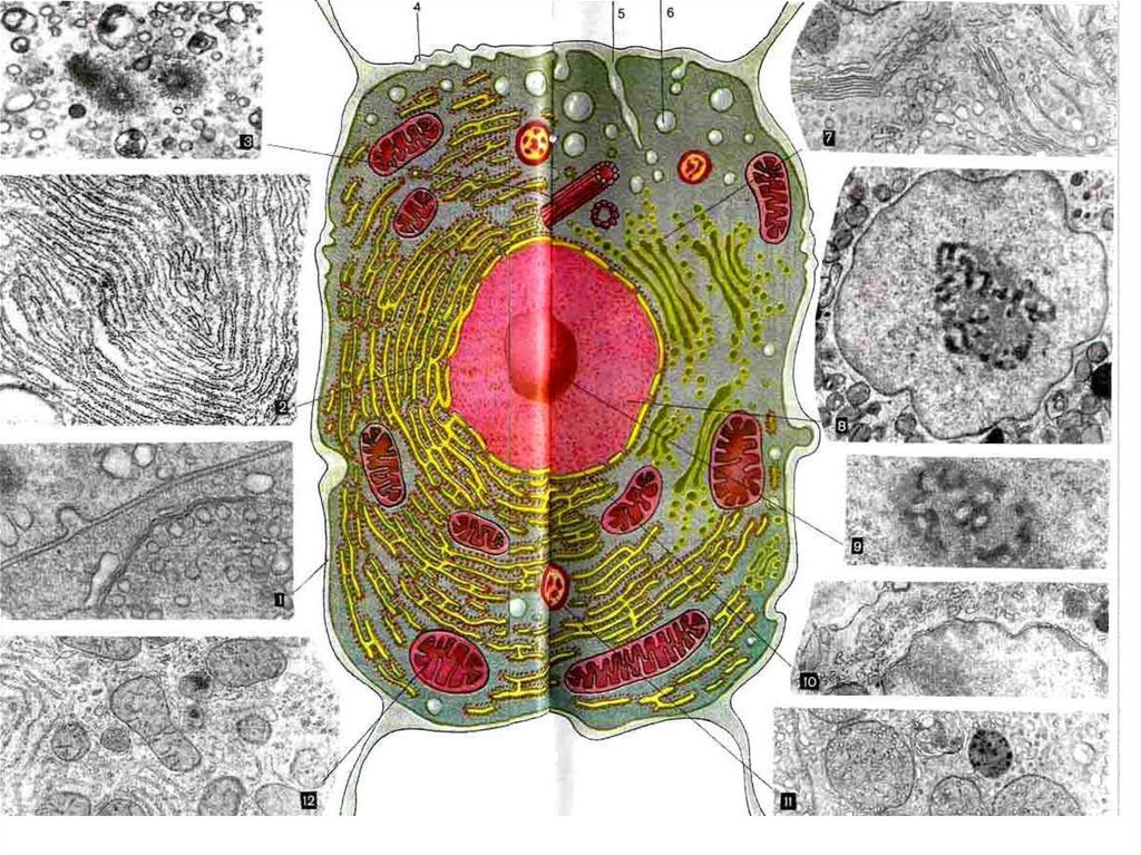 Фото строения клетки